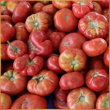 Tomate Adana Feke Yayla 10 Samen Türkische Saftige Fleischtomate Tomaten Samen