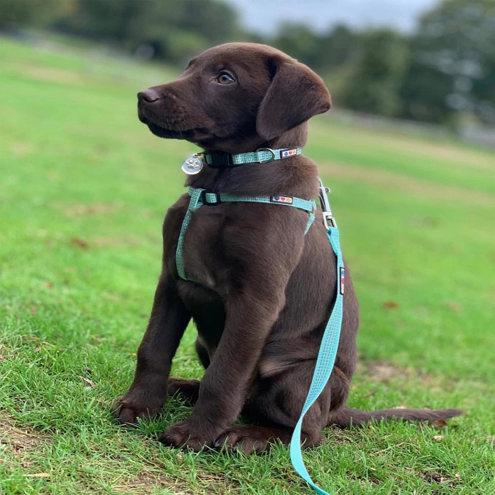 Dog Harness Medium Sized Dog Marsala Brown Dog Harness Step in from a Senior ... Dog Harness Medium Sized Dog Marsala Brown Dog Harness Step in from a Senior ...