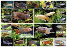 AQUALOG - Fold Poster Paradise Fish / Macropo...