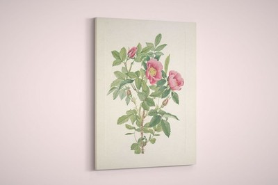 Mary Walcott - North American Wild Flowers - Bourgeau Rose - Paper or Canvas