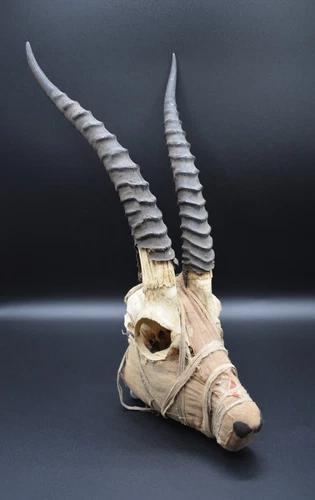 Egyptian style mummified Ibex skull wrapped in bandages, 20th century