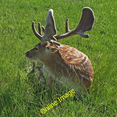 Photo 12x8 Fallow deer  Coxtie Green A tame fallow deer (Dama dama) in a f c2012