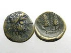 LUCANIA METAPONTUM AE16_____Ancient Italy_____GRAIN EARS____Supported Hannibal