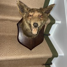 Salkeld And Child Antique Taxidermy Fox Head Mount