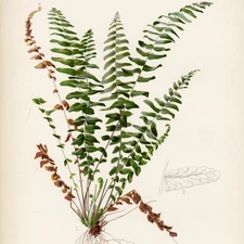 1878 Prang Native Flowers & Ferns Stone Chromolithograph, Pl. II Asplenium