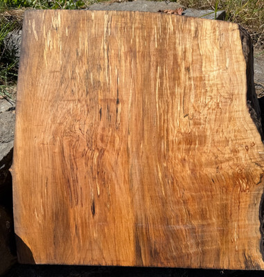 Big Leaf Maple Curly Burl Flame FIDDLE BACK Live Edge Compression Wood  Spalted