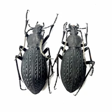 Carabidae Apotomopterus Specimen丨Carabus yaophilus ×2 A1 N.Guangxi