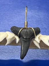 SHARK TOOTH PENDANT Fossilized 7/8 Inch Lower LEMON Shark Tooth 