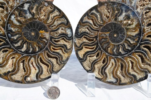 Large Black Ammonite Pair Nice Crystals 110myo FOSSIL XXL 172mm 6.8" 9550aa - Picture 6 of 9