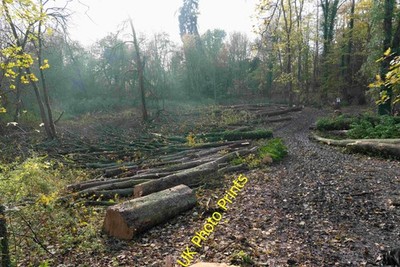 Photo A2 Felled trees in Gobions Wood Potters Bar  c2019