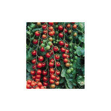 Tomato Small Cherry Basket Pack Garden Vegetable by Seed Kingdom Bulk 1 Lb Seeds