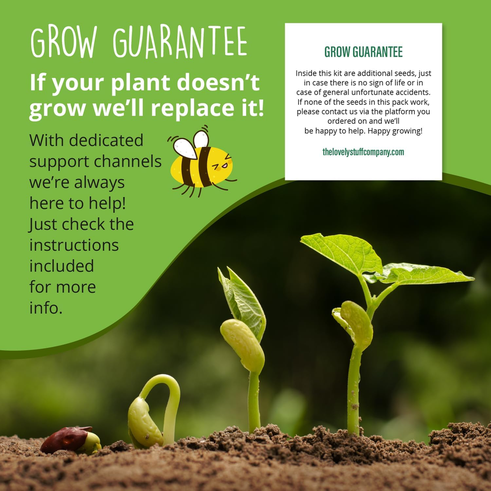 Grow Your Own Bonsai Tree Kit Cherry Plum Complete Beginner Starter