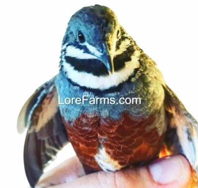 SUPERIOR 14 (+3ext) ❤️ LORE FARMS Button Quail Hatching Eggs Chinese Painted SPECIAL RARE