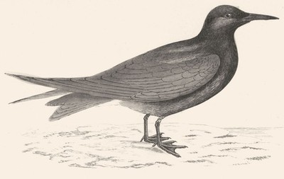 BIRDS. Black Tern. (Morris) 1880 old antique vintage print picture