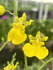 Oncidium Gower Ramsey Yellow Form 3.5 Inch Pots, Dancing Lady Orchid, BS