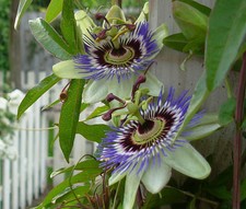 PASSIFLORA CAERULEA AZUL FLOR DE LA PASIÓN - 100 semillas a granel