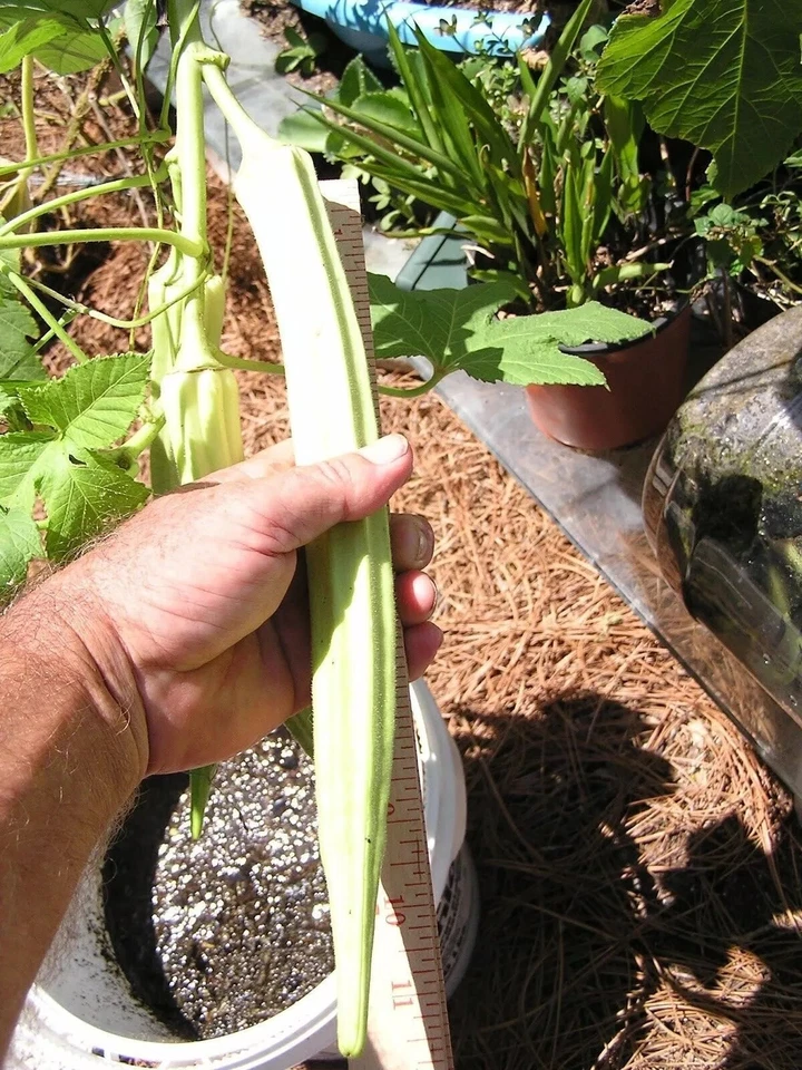 Organic XXL JUMBO GUMBO GIANT OKRA Spineless Heirloom 30 Seeds GIANT FLOWERS - Image 3 of 3