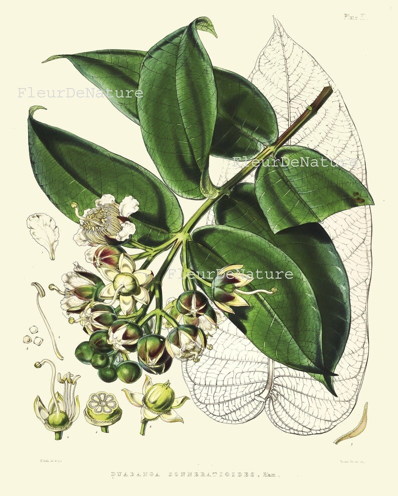 Tree Leaf Magnolia Botanical Wall Art Set of 4 Prints Beautiful ...