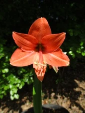 15 Amaryllis seed Peaches & Cream dried, refrigerated Hippeastrum ready to send