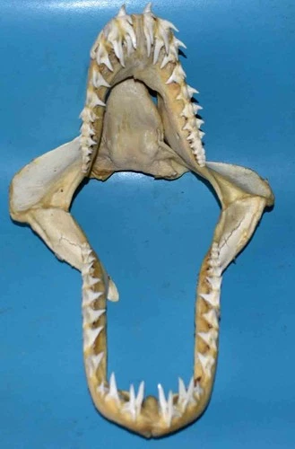 SHARK JAW - SHARK JAW - 300/210mm