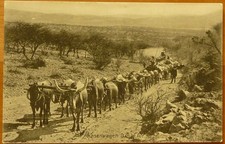 AK Ochsenwagen S&uuml;dwestafrika ca. 1910 Windhuk DSWA