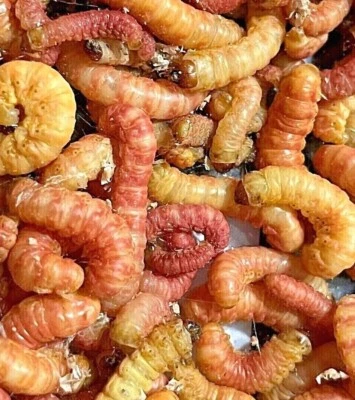 DOUGS BUGZ Live Butter Worms Alive Pet Dragon, Bird, Reptile Feeder Insect Butterworm GIANT