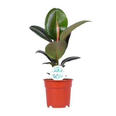 Gummibaum Ficus elastica Robusta 55 cm hoch Ø 17 cm Zimmerpflanze pflegeleicht