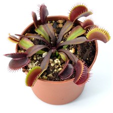 2" Potted Maroon Monster - Venus Fly Trap - Dionaea muscipula *Rare