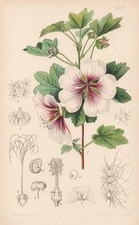 Lavatera Bicolor Europa Botanica Fiore Botanica Litografia Curtis 8997