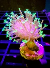 Live Soft Coral Leather Toadstool Green Polyp 3/4"+ Crown