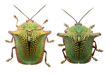 Insect Coleoptera Chrysomelidae Omocerus insculptus-Rare Tortoise Beetle-10 Lot!