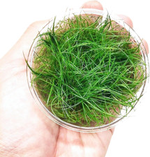 Dwarf Hairgrass Eleocharis Sp 1 Mini Tissue Culture Cup Freshwater Live Aquarium
