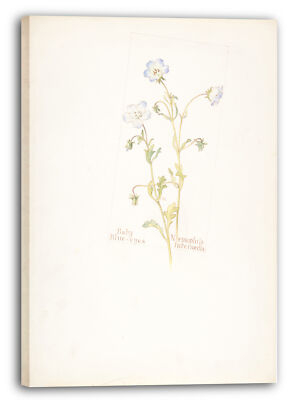 Kunstdruck Margaret Neilson Armstrong - Baby Blue-eyes, Nemophila intermedia