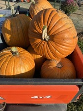 20 BIG MAX PUMPKIN SEEDS / 100 POUNDS / HUGE / FRESH FOR GARDENS