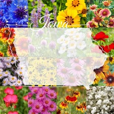 Iowa Bulk Perennial Wildflower Seed Mix 1lb Covers 2,000sq-ft - Attract Polli... 41.24 per gallon