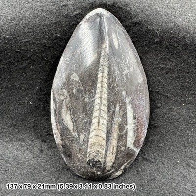 Orthoceras Fossil - echter devonischer Kopffüßer - Marokko Exemplar - poliert