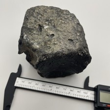 Whale Vertebrae Fossil REAL Cetacean Ancient Whale Fossil Florida 