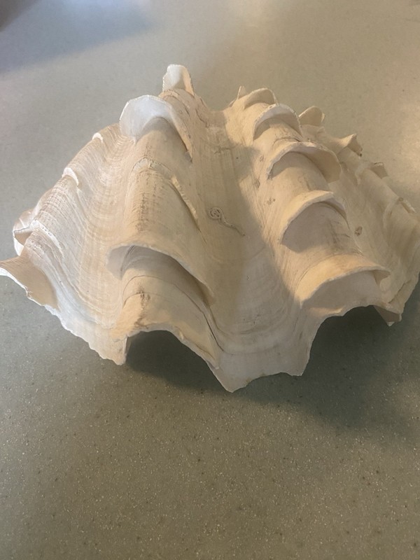 Large Ocean Clam Tridacna Gigas Ruffled. Half Shell.  Beautiful 7”x6”