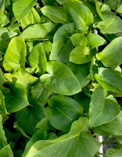 Calla Lily (Zantedeschia) green broadleaf potted plant in 6cm pots