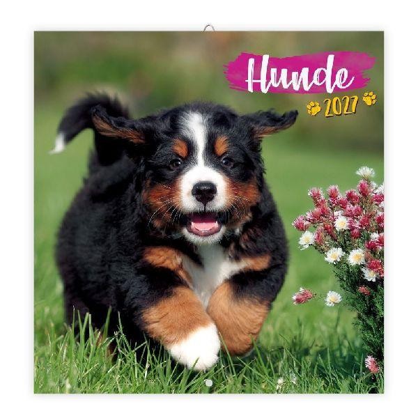 TRÖTSCH - Broschürenkalender Hunde 2027 Trötsch Verlag GmbH & Co. KG