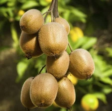 Set of 2 Hardy Kiwi Starter Plants - Plant Rooted - 4-6" Tall - No Pot