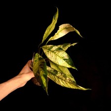 Spathiphyllum Variegated - Houseplant/Terrarium Plant - P0385