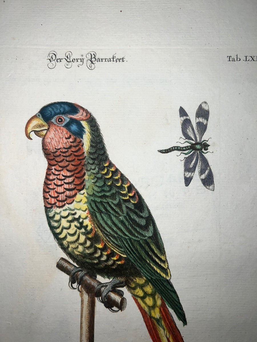 Antique Engraving Pl. 69 Edwards Seligmann C1756 Birds Hand Color