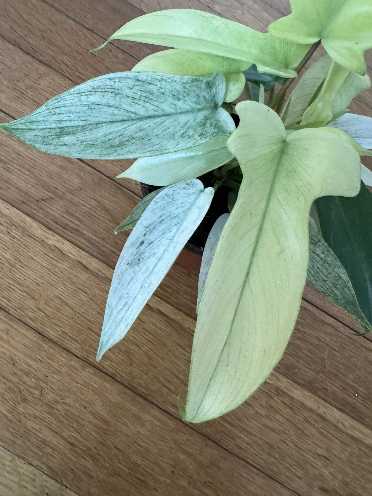 PHILODENDRON FLORIDA GHOST Variagate