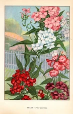 1926 Vintage GARDEN FLOWER "PHLOX" GORGEOUS COLOR Art Print Lithograph