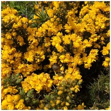 1 Gorse Hedging Bush,Prickly Furze Plant,Fragrant Yellow Whin Evergreen Hedge