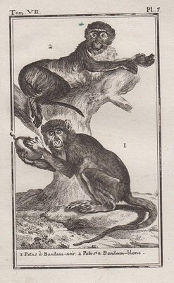 Orig. Kupferstich: Patas à Bandeau-noir, Bandeau-blanc, Affen, Pl. 7. Aus einem 