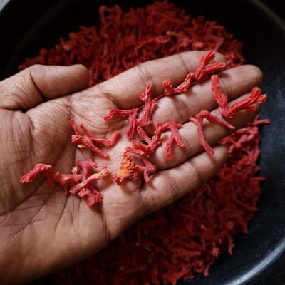 Pierre Précieuse Corail Rouge Naturel Italien - Branche Polie, 8 Carats, Qualité Excellente, Neuf Sans Boîte