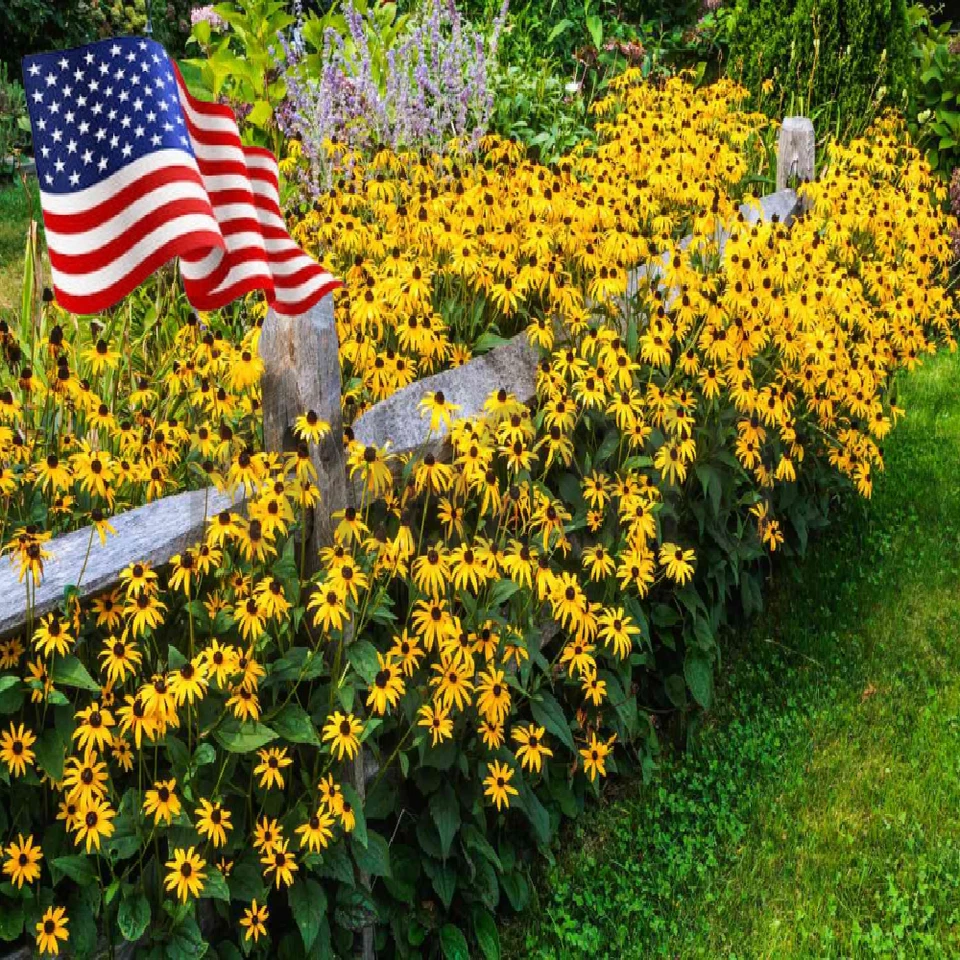 Perennial Flower Self Seeds Black Eyed Susan Live Plant Rudbeckia Hirta 🦋 Plug - Image 2 of 4