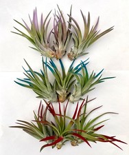 Air Plant Bundle Velutina Colors 9PK